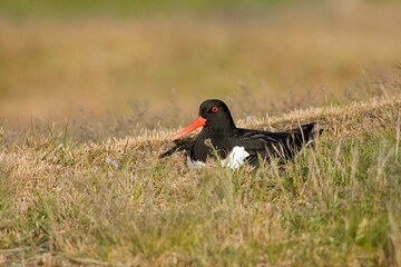 Eurasian Oystercatcher, Scholekster, Haematopus ostralegus