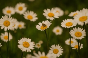 Fototapeta premium field of daisies