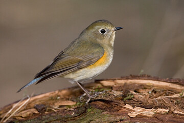 Red-flanked Bluetail, Blauwstaart, Luscinia cyanura