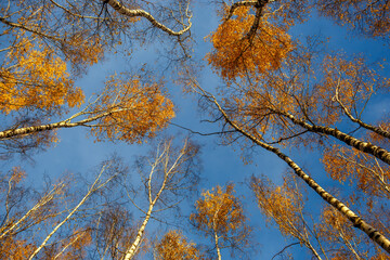 Birch trees with yellow leaves against a blue sky bottom view