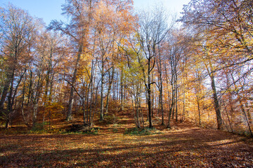 Fototapeta premium Forest landscape in autumn: Colorful leaves, sunbeams and positive atmosphere