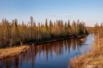 Birch trees without leaves in early spring. Small river flow across forest with light in sundown lights. March 