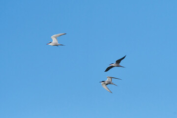 Fluss-Seeschwalben in der Oberlausitz	