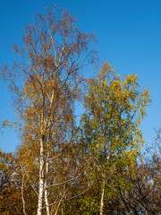 UK - Buckinghamshire - Burnham Beeches