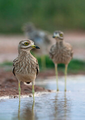 Eurasian Stone-Curlew, Burhinus oedicnemus