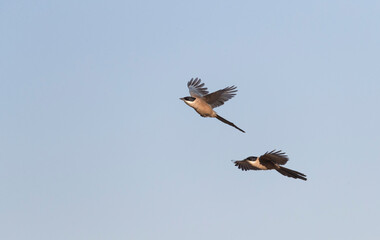 Iberian Magpie, Cyanopica cooki