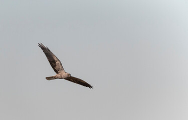 Montagu's Harrier, Circus pygargus