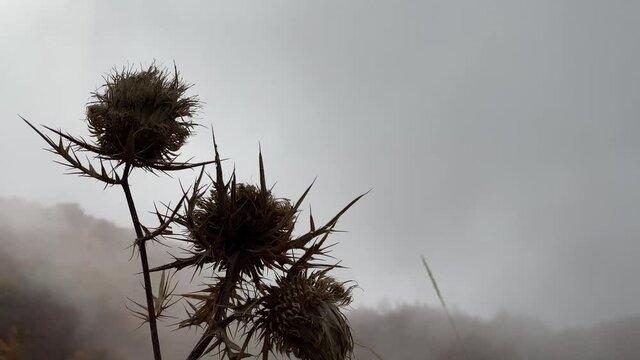 Close up dry thrislte rippling on wind, fog on background.