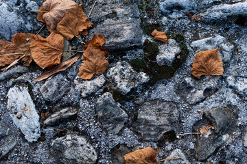Dry leaves on asphalt, contrast of colors, abstract background