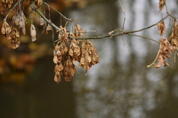 maple seeds on a branch