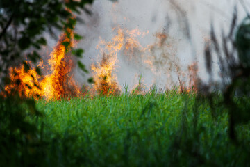 wildfire, forest fire, burning forest, field fire,
