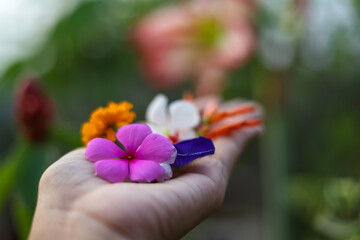 Hand holing various colorful flowers grown in their garden-happiness in small things concept