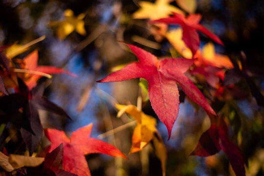 autunno