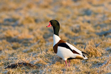 Bergeend, Common Shelduck, Tadorna tadorna