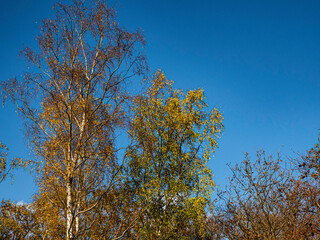 UK - Buckinghamshire - Burnham Beeches