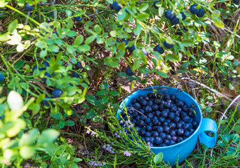 Blueberry berries collected in a mug ,forest still life .