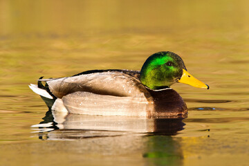 Wilde Eend, Mallard, Anas Plathyrhynchos