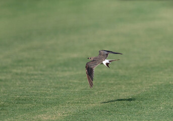 Collared Pratincole, Glareola pratincola