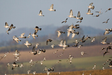 Houtduif, Common Wood Pigeon, Columba palumbus