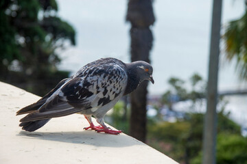 Dove standing against the sky and the sea