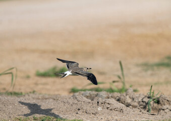 Collared Pratincole, Glareola pratincola