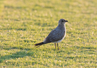 Collared Pratincole, Glareola pratincola