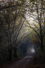 Obraz premium Autumnal impressions - ray of sunlight