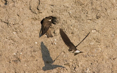 Sand Martin, Oeverzwaluw, Riparia riparia