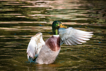 AVE ACUÁTICA CON LAS ALAS ABIERTAS SOBRE EL ESTANQUE DE AGUA