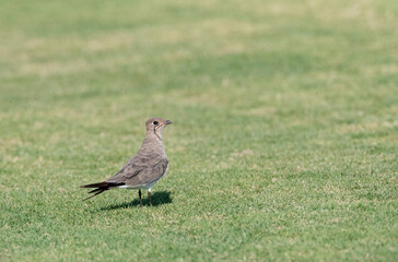 Collared Pratincole, Glareola pratincola