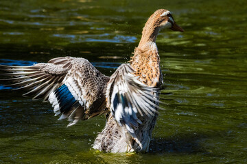 AVE ACUÁTICA CON LAS ALAS ABIERTAS SOBRE EL ESTANQUE DE AGUA