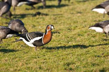 Roodhalsgans, Red-breasted Goose, Branta ruficollis