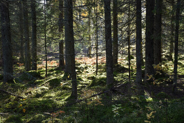 Obraz premium Beautiful sunlit spruce tree forest