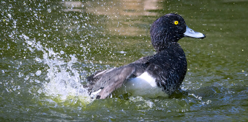 AVE ACUÁTICA BLANCA Y NEGRA NADANDO Y SALPICANDO AGUA EN EL ESTANQUE