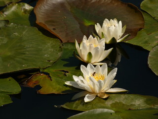 Fototapeta premium European white water lily (Nymphaea alba) - three white nenuphars on the water, Gdansk, Poland