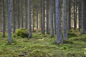 Fototapeta premium Mossgrown ground in a green spruce tree forest