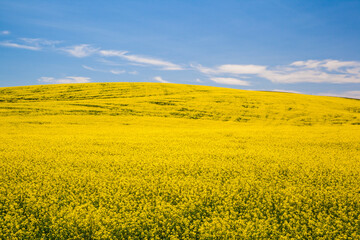 Blooming yellow Canola field with deep blue sky in summer, in Palouse, Washington, USA.