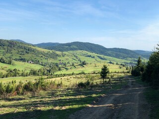 vineyard in the morning