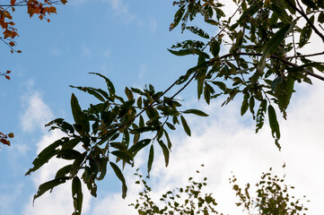 Twigs of willow tree on the background of light blue sky. Warm summer