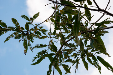 Twigs of willow tree on the background of light blue sky. Warm summer