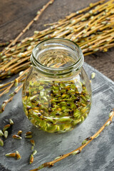 A jar filled with white willow buds and alcohol, to prepare homemade gemmotherapy tincture