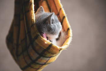 british shorthair cat wrapped in a cloth like a gift