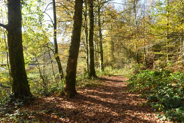 Belgique Wallonie automne nature foret sentier balade randonnée