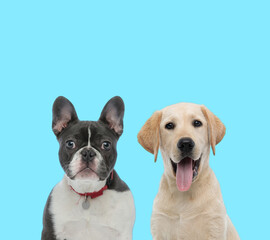 Dutiful French Bulldog wearing collar and playful Labrador Retriever panting