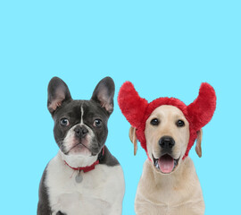 Happy Labrador Retriever wearing devil horns and dutiful French Bulldog