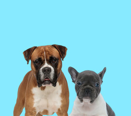 Dutiful Boxer looking forward and sleepy French bulldog cub