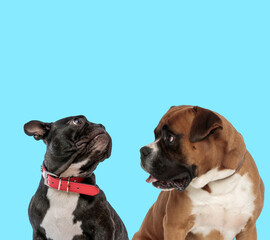 Boxer and French bulldog curiously looking around