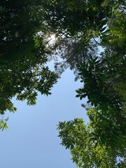 trees and sky
