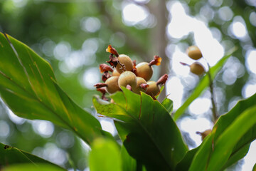 Fresh new Cardamom, sometimes called cardamon or cardamum-  the genera Elettaria and Amomum on the...