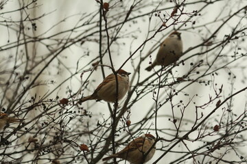Brown ruffled sparrows sit in a bush among bare branches and dry black berries against a cloudy sky on an autumn day. Eurasian Tree Sparrows are sitting in a bush with black berries. Passer montanus.
